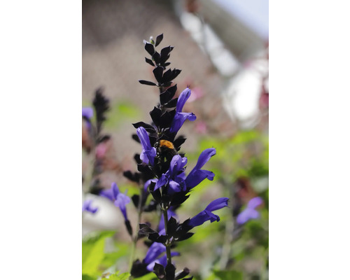 Blomställning med lila blommor och en humla