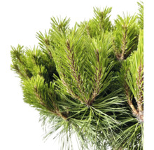 Svarttall buske FLORASELF Pinus nigra ca 125cm Co 30L