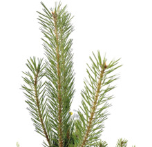 Tall FLORASELF Pinus sylvestris ca 125cm Co 30L