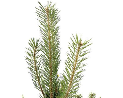 Närbild av tallbarr