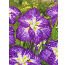 Närbild av japansk iris med blommor