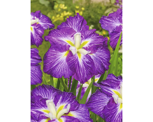Närbild av japansk iris med blommor