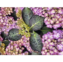 Närbild av en hortensia med blad