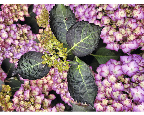 Närbild av en hortensia med blad