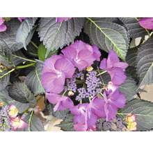 Närbild av en hortensiaväxt med lila blommor och gröna blad