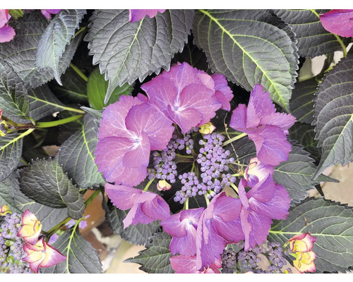 Närbild av en hortensiaväxt med lila blommor och gröna blad