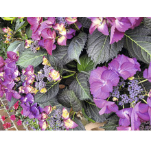 Närbild av hortensiablommor med blad