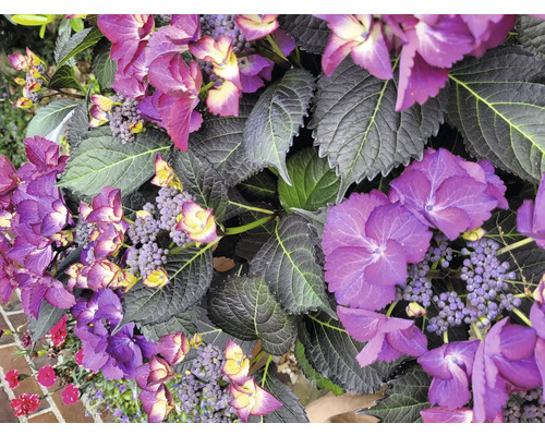 Hortensia FLORASELF Hydrangea macrophylla 30-40cm Co 5L