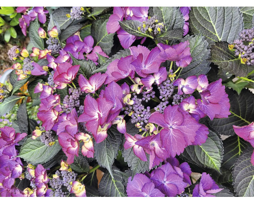 Närbild av en hortensia med lila blommor och mörka blad.