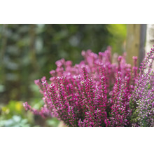 Närbild av rosa ljungblommor i trädgården.