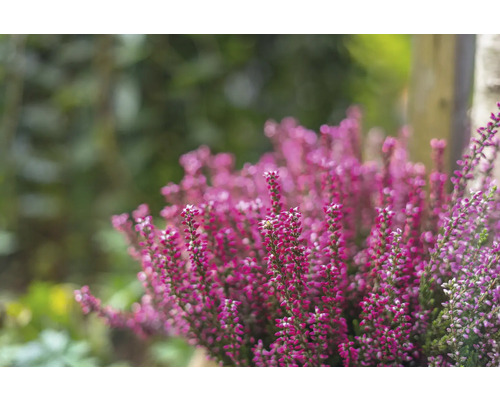 Närbild av rosa ljungblommor i trädgården.