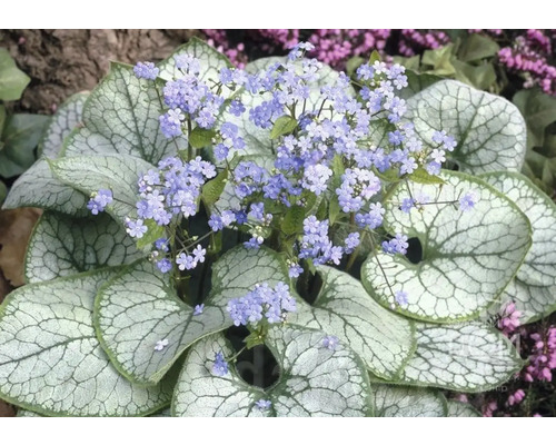 Blomställningar av kaukasisk förgätmigej med silverfärgad skenört