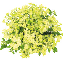 Syrenhortensia med blommor och blad