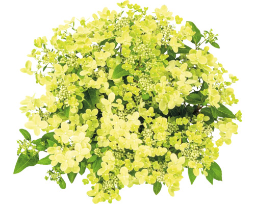 Syrenhortensia med blommor och blad