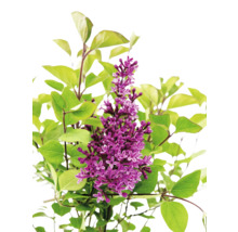 Lilablommande växt med gröna blad