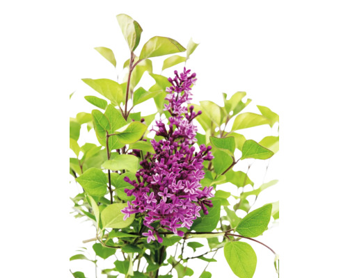 Lilablommande växt med gröna blad