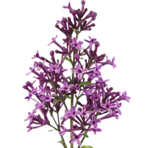 Närbild av lila syrenblommor