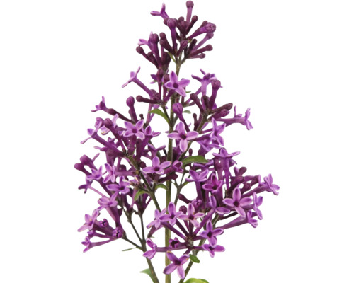 Närbild av lila syrenblommor