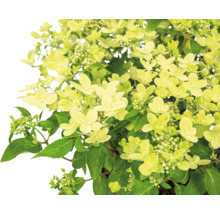 Syrenhortensia med gröna blad och blommor