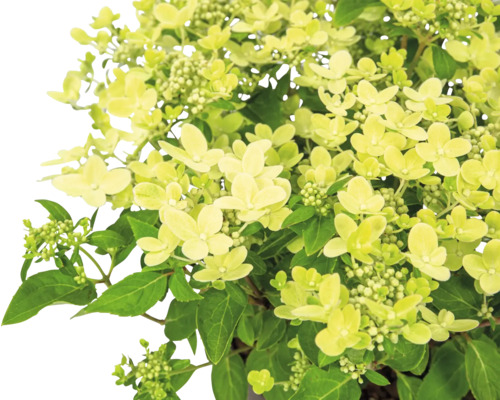 Syrenhortensia med gröna blad och blommor