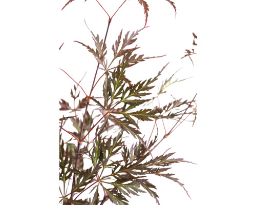 Lönnträd med bruna löv