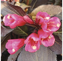 Närbild av rosa weigeliablommor med mörka blad