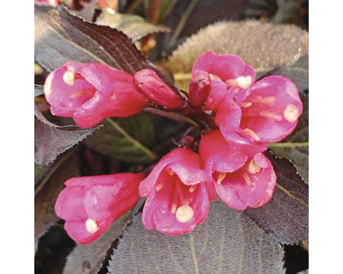 Närbild av rosa weigeliablommor med mörka blad