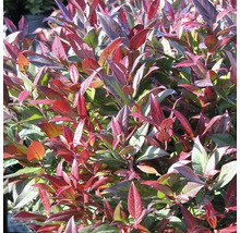 Städsegrön Hebe med röda och gröna blad