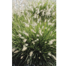 Pennisetum prydnadsgräs i trädgården