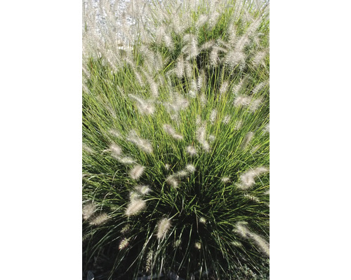 Pennisetum prydnadsgräs i trädgården