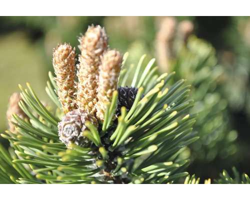 Närbild av tallbarr och kottar