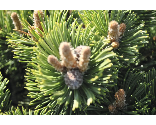 Närbild av tallbarr och kottar.