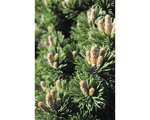 Närbild av tallgrenar med kottar