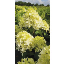 Syrinhortensia i trädgårdsrabatten