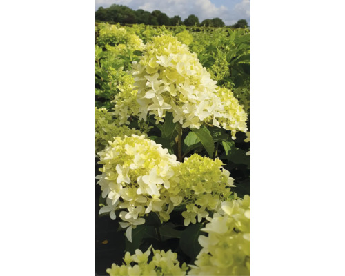 Syrinhortensia i trädgårdsrabatten
