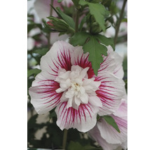 Närbild av en hibiskusblomma med vita kronblad och röda ränder
