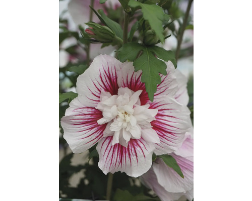Närbild av en hibiskusblomma med vita kronblad och röda ränder