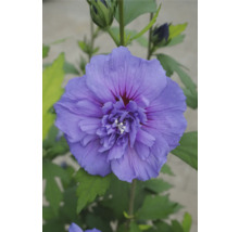 Närbild av en enda hibiskusblomma