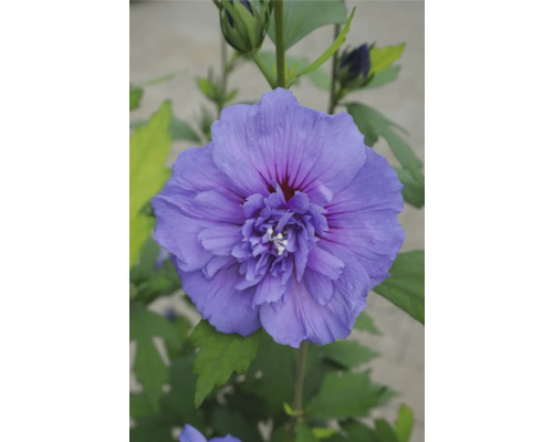 Närbild av en enda hibiskusblomma