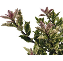Järnek med blad