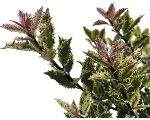 Järnek med blad