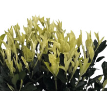 Städsegrön benved med gulgröna blad.