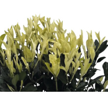 Städsegrön benved med blad
