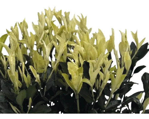 Städsegrön benved med blad