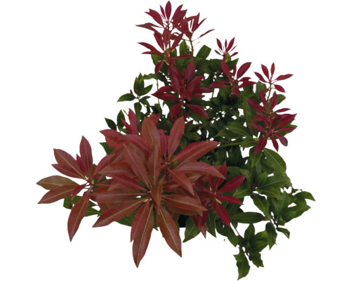 Japansk buskrosling FloraSelf Pieris japonica 'Mountain Fire' 25-30cm co 2L Städsegrön, flerårig Rhododendron med gröna och röda blad