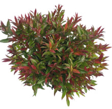 Glansmispel med röda och gröna blad