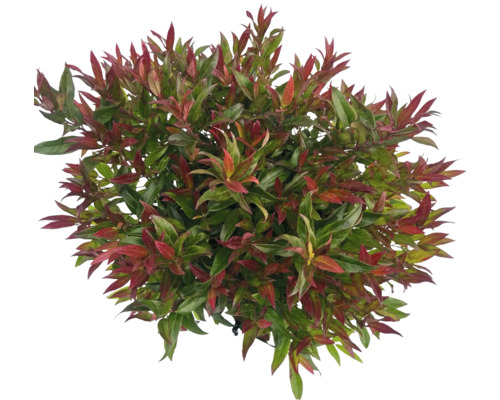 Glansmispel med röda och gröna blad