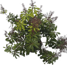 Vy från ovan av en Schefflera växt med gröna blad och blomställningar