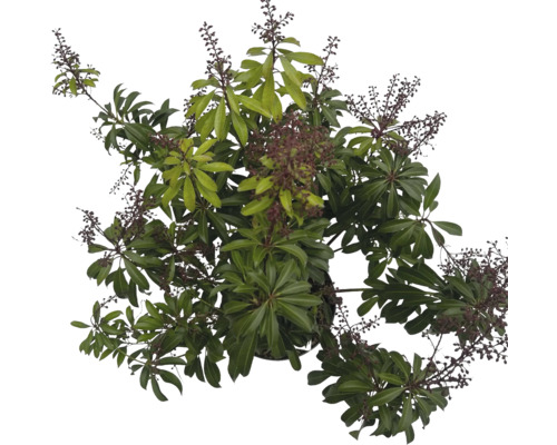 Vy från ovan av en Schefflera växt med gröna blad och blomställningar