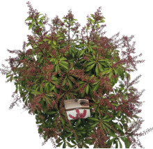 Japansk buske med blad och blomställningar
